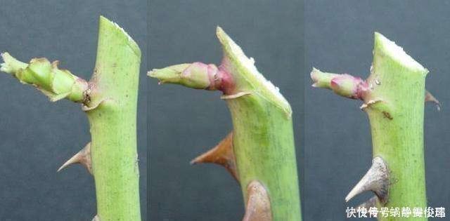 修剪|月季开完花,这样一处理,2周以后花芽“嘟嘟冒”,花朵开爆