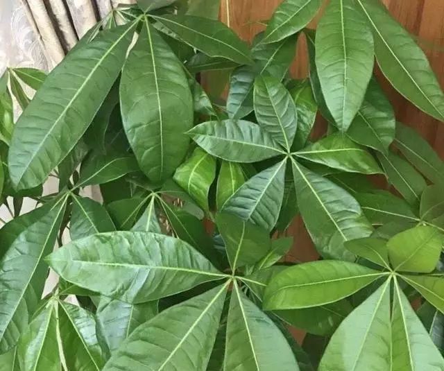 给发财树喷一点小玩意,叶子翠绿发光,新芽新枝条蹭蹭冒