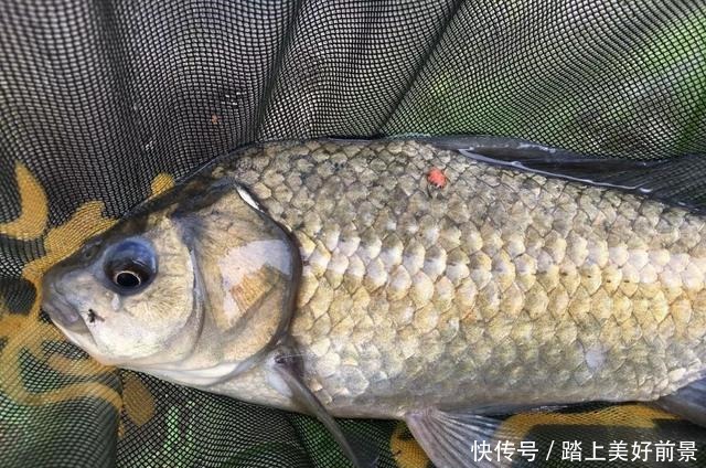 别再问夏季钓鲫鱼用什么味型,以这3种味型为主搭配即有效