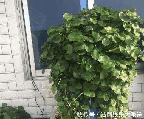 叶子|铜钱草叶子小,4个简单“小技巧”,一个月疯长爆盆,叶大又圆!
