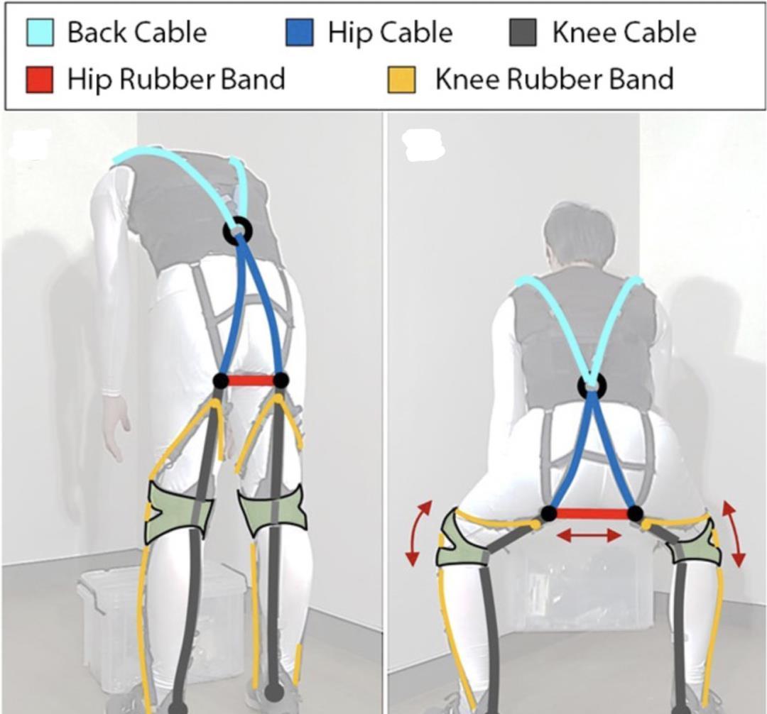 膝关节|这套“人造肌腱”装备,可保护你的老腰|Science子刊