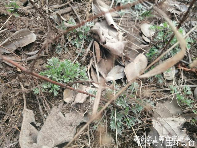  眼下最该吃的食材，不花一分钱，鲜美又营养，锅里一蒸全家都爱吃