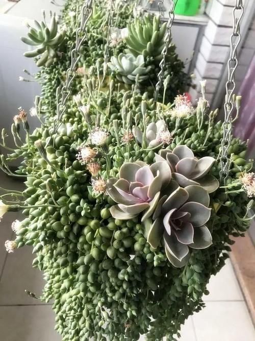 多肉“佛珠”这样养，圆鼓鼓很可爱，几个月挤满花盆