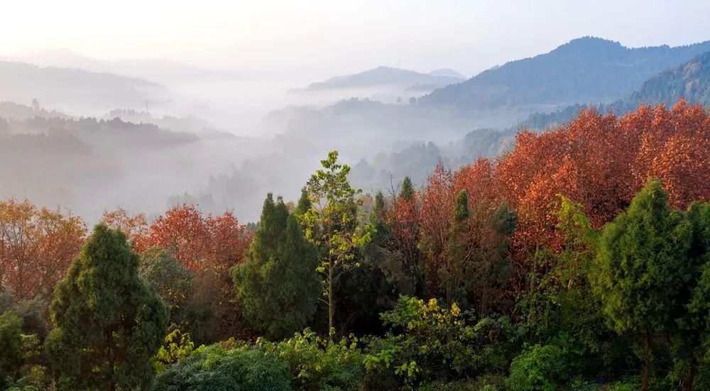 你家|你家那里“黄”了吗？快扫起来~（内附大波美景）