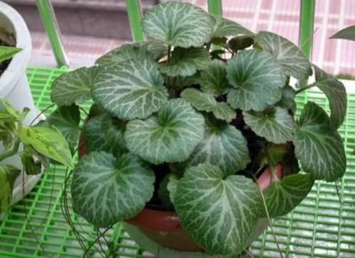 喜阴|6种花天生“喜阴”，明亮光照就能长得绿油油，晒太阳会黄叶！