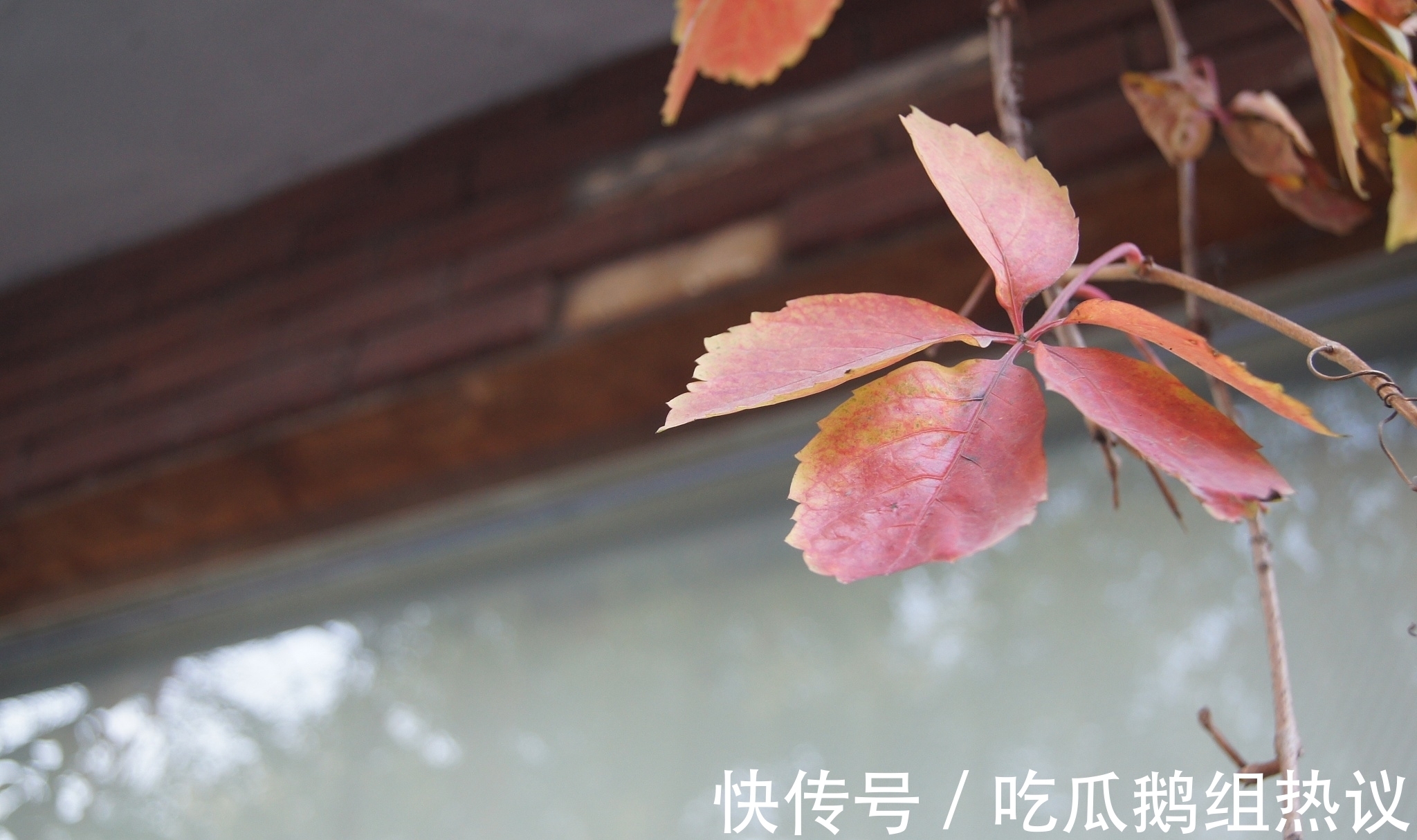 芰荷|古月寂寥潜入户,芰荷憔悴已知秋。《知秋》对联26副