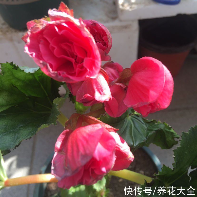 非常耐阴的10种开花植物,还有吉祥好兆头,养上一盆好运连连