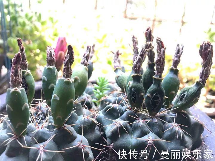 雄蕊|3种花不用“扦插”,花开完等俩月,半年变成“养花大户”!