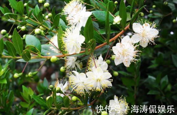 香桃木|喜欢菊花,不如养盆慈育万物,似冉冉骄阳,亮丽多姿