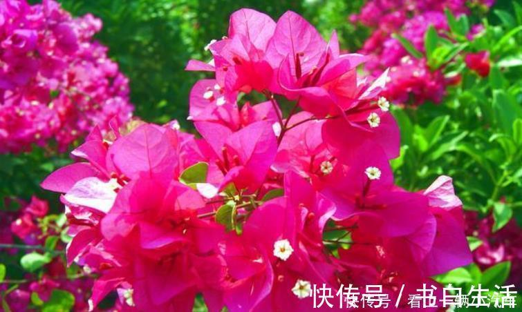 居家就养此款花卉,花大色艳胜玫瑰,芳香四溢,养在家中香飘满屋