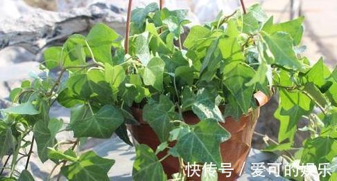 家里采光差,养上3种耐阴花,大气,上档次,皮实又好养