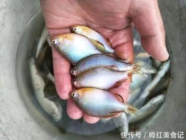 5年长不到3厘米,以前乡下用来喂鸭子,现在却很珍贵,5元一条