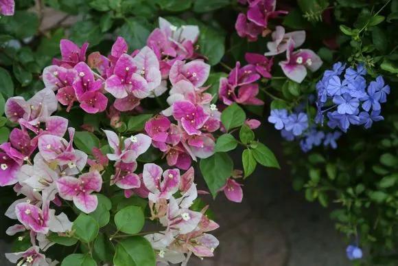 6种花喜欢晒太阳,越晒花越多,一开200天不歇气!