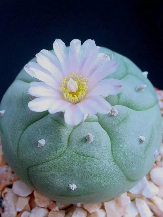 世界上最名贵的花,一盆就是一座房子!