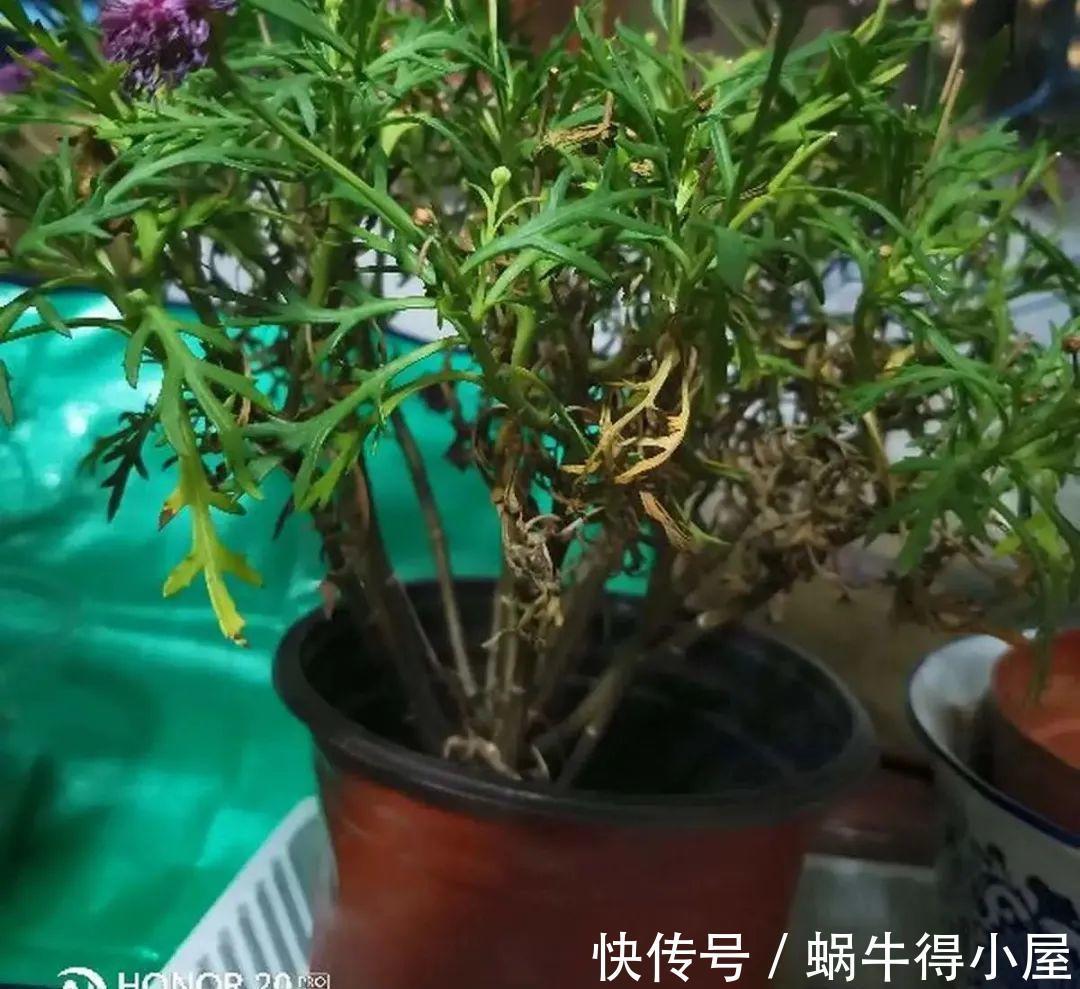 花苞|初秋8种花不能剪，轻则不开花，严重可能剩空盆