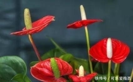 半阴环境|没有花的屋子, 怎么能叫做家呢 这10种花卉养在家里最适合