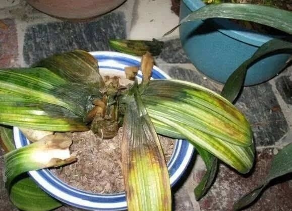 君子兰“烂根”别扔了,1种药水泡一泡,20天生根,长得更旺