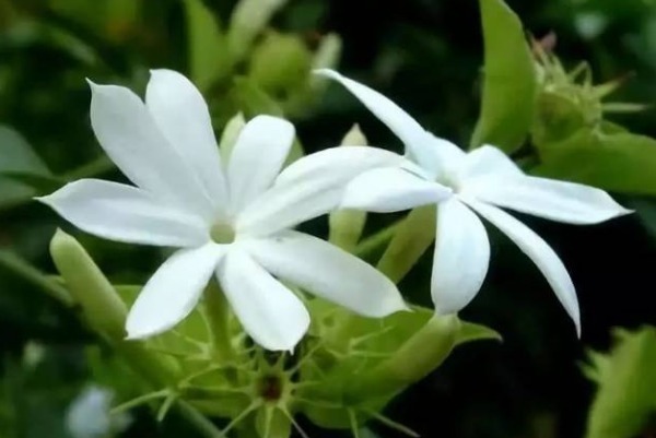 茉莉花花谢后怎么养护以下3个方面要做好,来年开花更大更美观