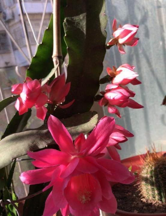 荷花|这盆令箭荷花竟有100朵花苞,一串串开的看不见枝!