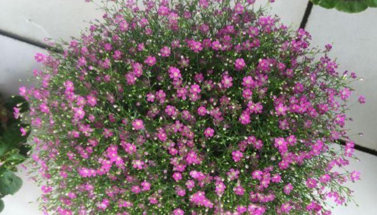 大户|4种花是“开花大户”,家里养两盆,四季有花赏,漂亮又好养