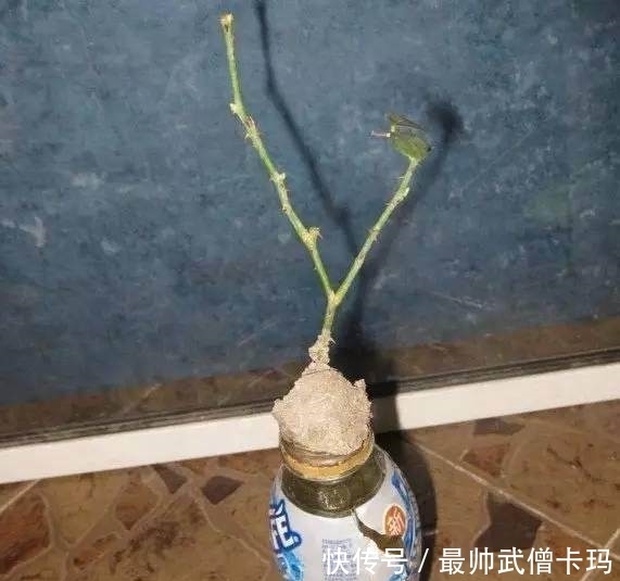 生根|花店买来的玫瑰花,这样扦插,100%生根!来年就能生一大盆