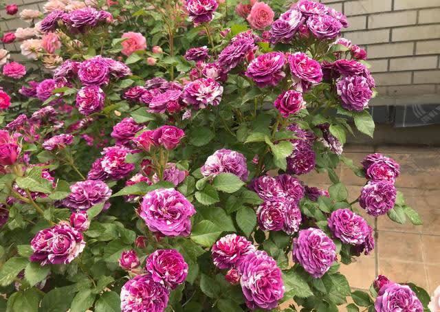 忌讳|用磷酸二氢钾促花,有“3忌”要避免,已被“证实”用错难开花