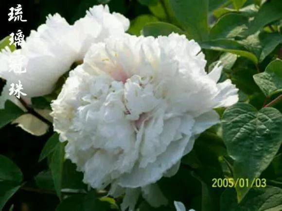 喜欢牡丹花,却一不小心买到芍药!附牡丹花品种图鉴大全