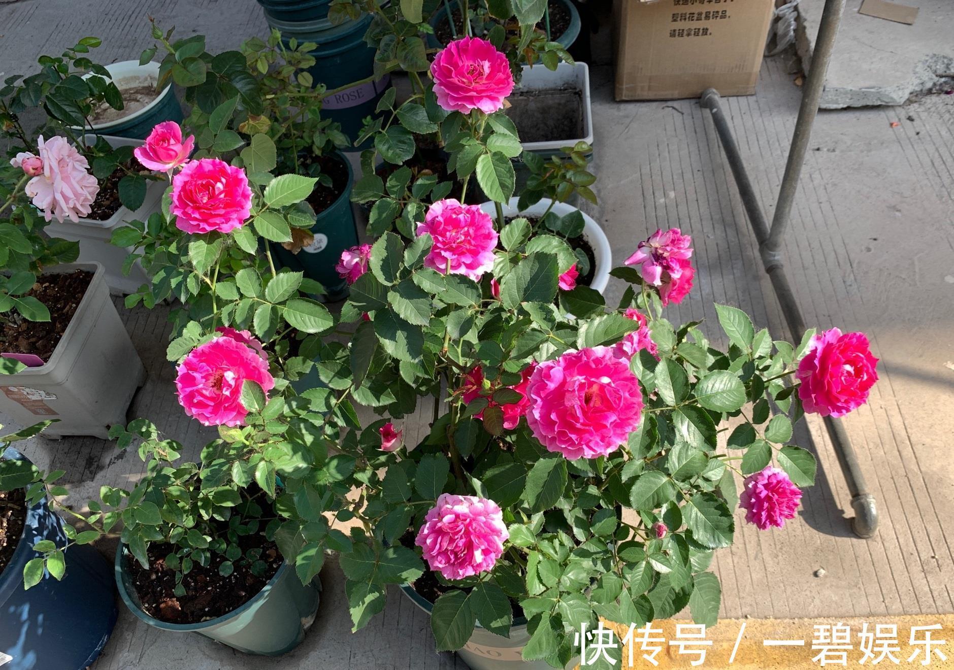 阳台养花,养棵“天方夜谭”吧,美丽若牡丹,浓香四溢,多季花开