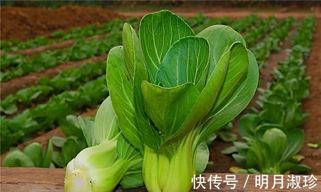 排便|便秘的“死对头”被发现，每天吃几口，排便顺畅，健康又长寿