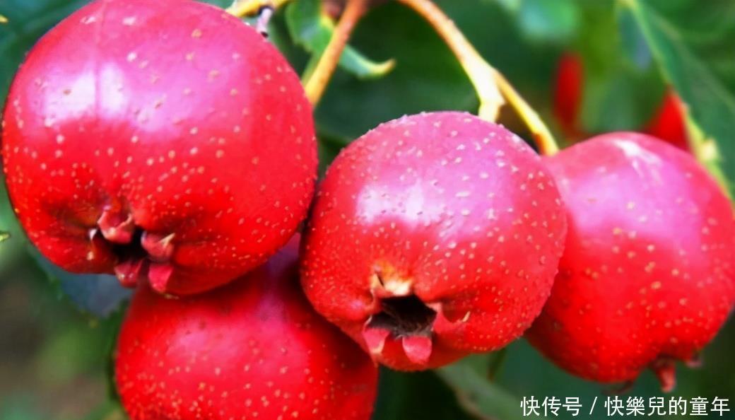 陈医师|人到中年想长寿，推荐多吃三种食物，补充营养，身体棒棒哒！