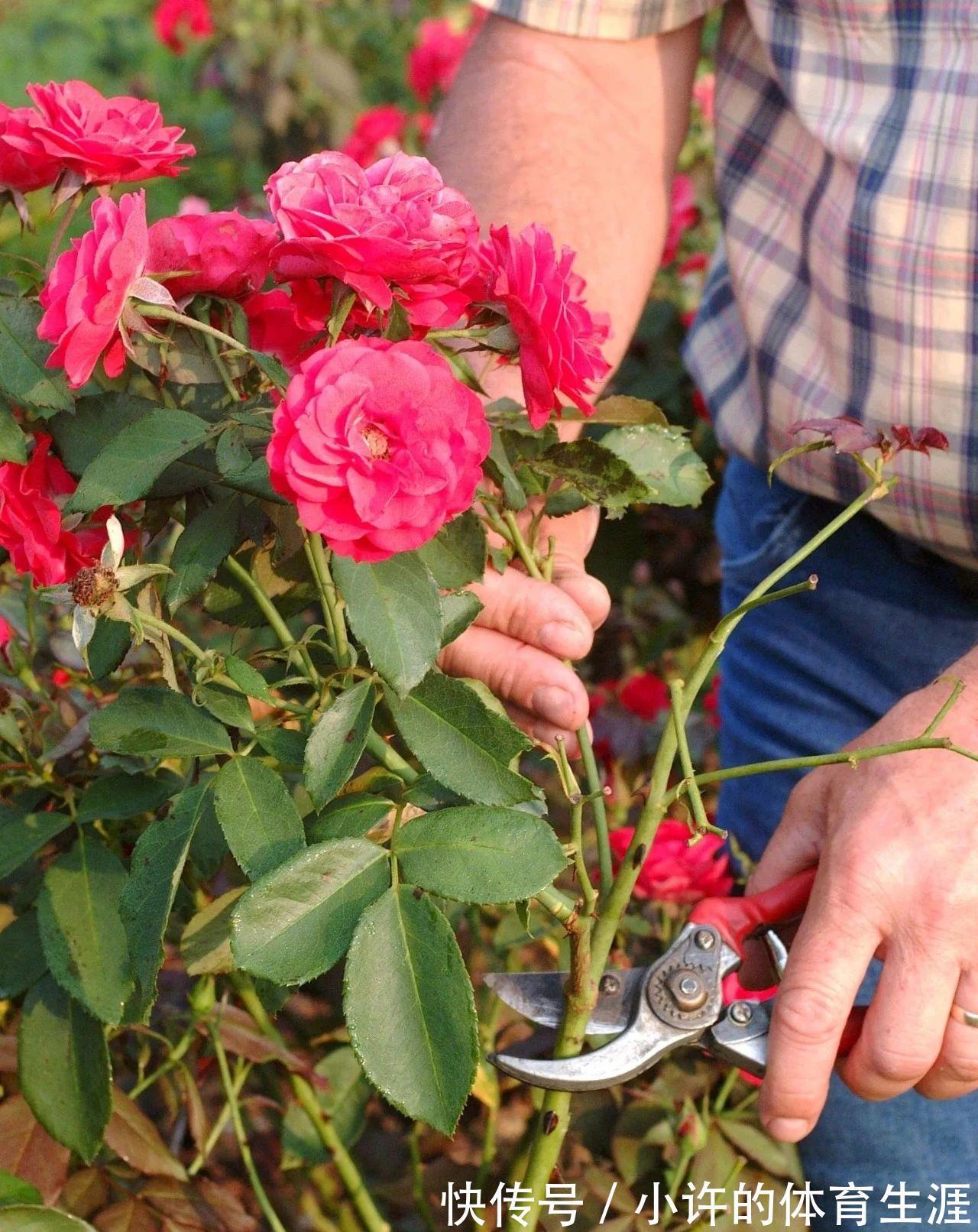下雪前,5种“漂亮花”赶快修剪,来年爆花,就靠现在