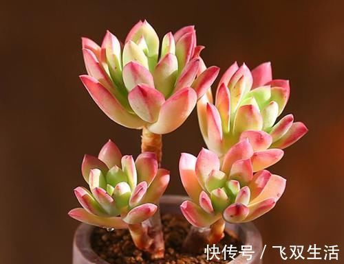 10款多肉盆栽,不必养成老桩,小小巧巧照样美丽