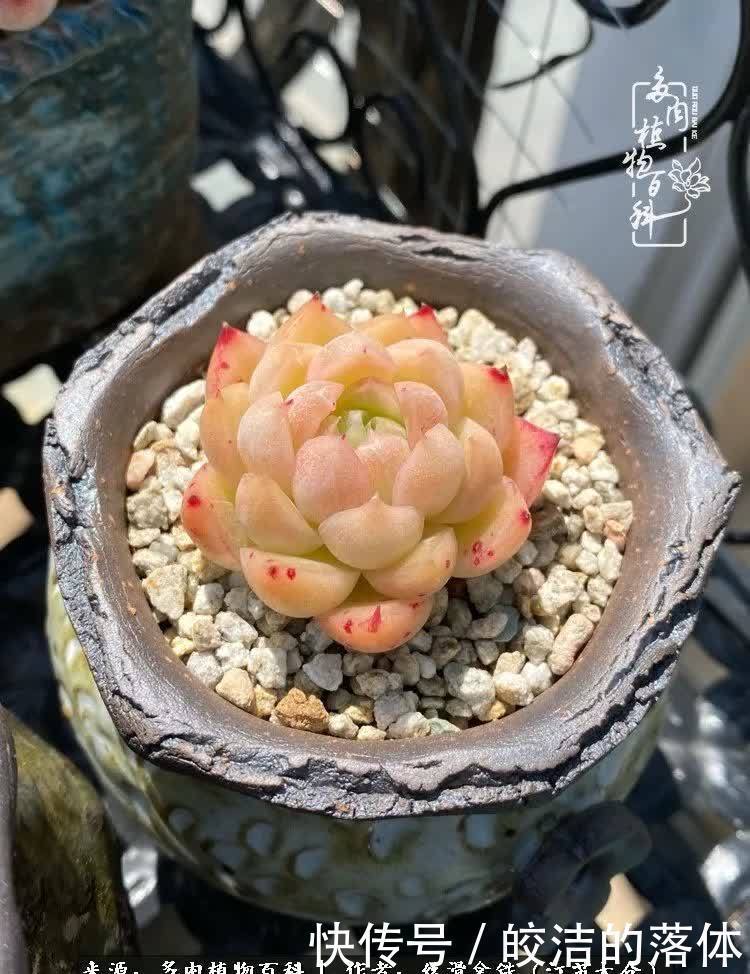 阳光露台多肉,天时地利人和!美肉知时节,当春乃发生!