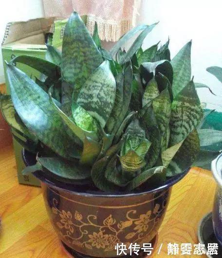 5种花在夜间“呼吸”,适合放在卧室内,可净化废气,对睡眠好