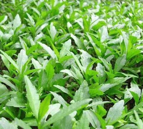 预防肝硬化|女人养肝就是抗衰老,3种野菜,养肝护肝,肝脏排毒,女人更年轻