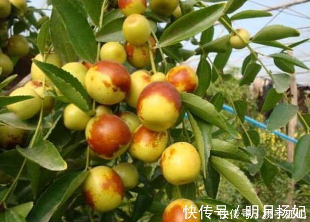 冬枣|长寿的人爱吃的3种食物,降压减脂延缓衰老,清理毒素早知早好