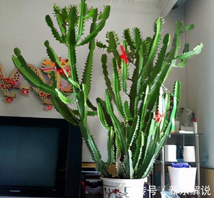 5种“毒花卉”,再漂亮也没用,家有孩子慎养,赶快丢到外面去