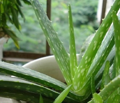 想养花的朋友，告诉你几种花，长期不浇水还郁郁葱葱，有光就够了