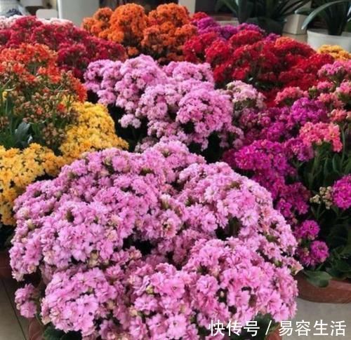 阳台|阳台适合养的3种花，个个是爆花王，轻松开成花园