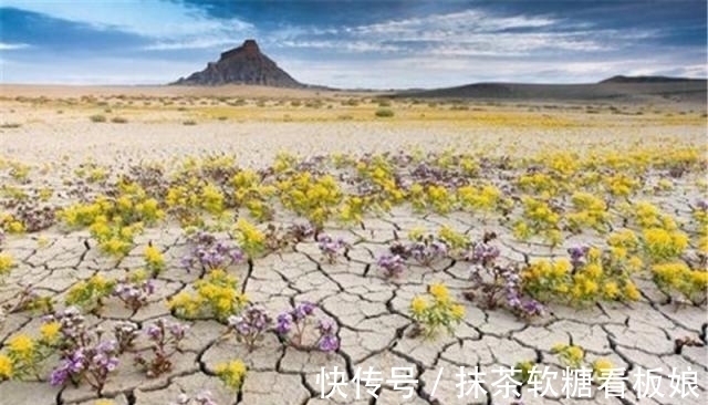 阿塔卡马沙漠|厄尔尼诺下的美景，400年没下过雨的沙漠，一夜之间变“花海”