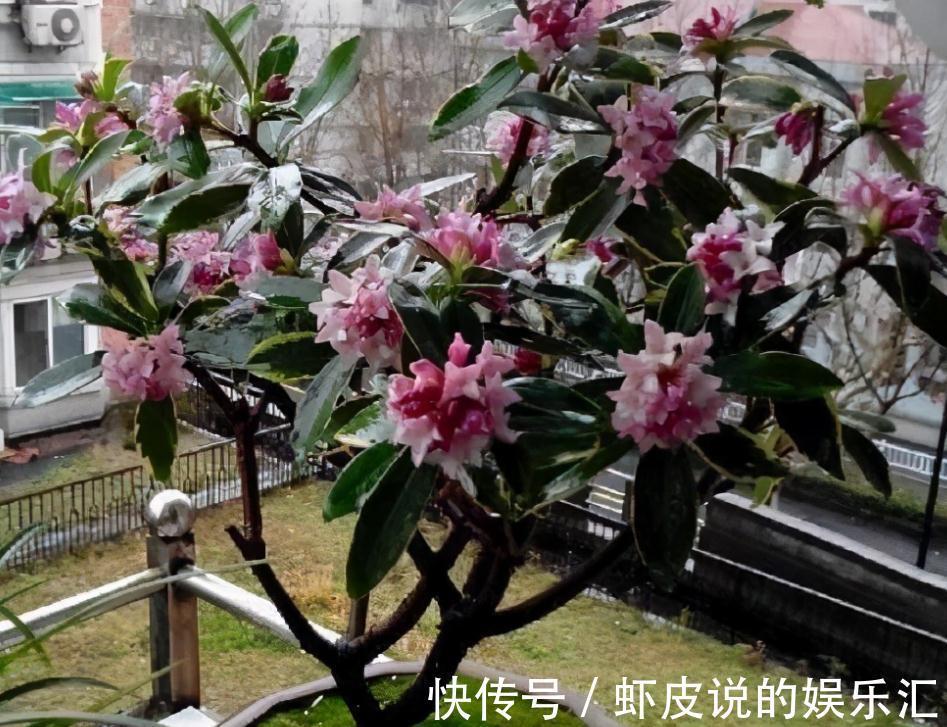 养这3种花,天冷勤开窗透气,开花又多又美又香,看着真养眼