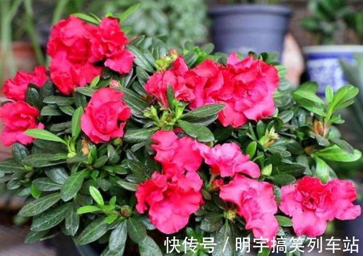 超好养的“4种花”，人人都喜欢，花朵烂漫迷人，美爆了