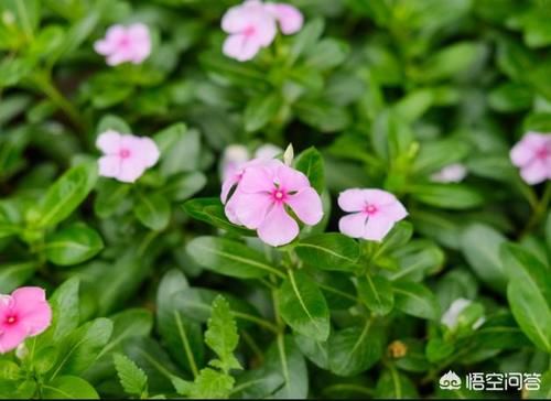 烟蒂水浇花对花有害吗？