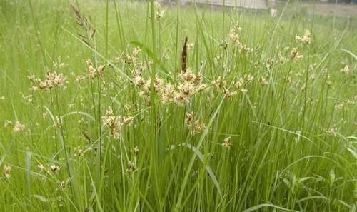 农村一种草被称为“光棍草”,别嫌弃它,可谓全身都是宝!