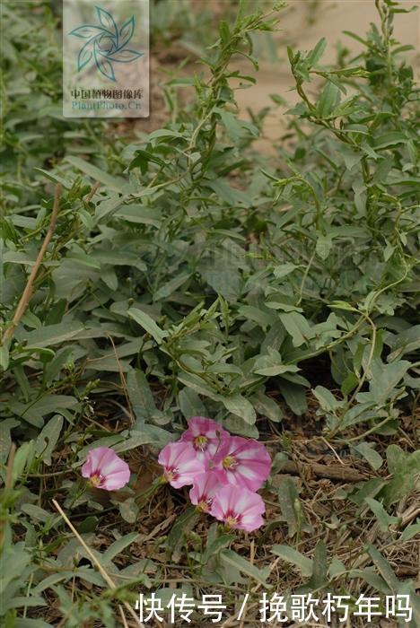 牙痛|田旋花，见过吗祛风止痒，止痛治牙痛、神经性皮炎