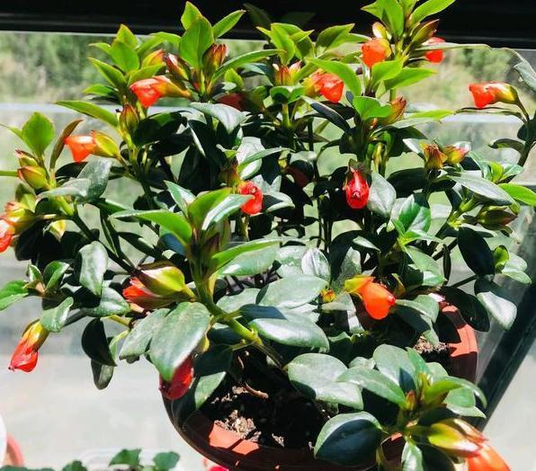 阳台杂乱无章又狭窄,不如盆栽这些花卉植物,美得如同花海仙境