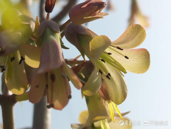 牛年好兆头，落地生根开花了