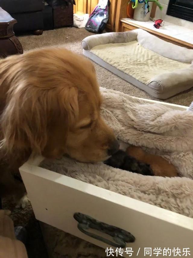 |翻开前信誓旦旦:这一定是米奇 冷段子2023