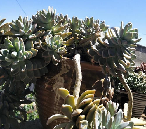 植物|一种名叫“美人”的植物，皮实好养长得快，一棵长出一大片