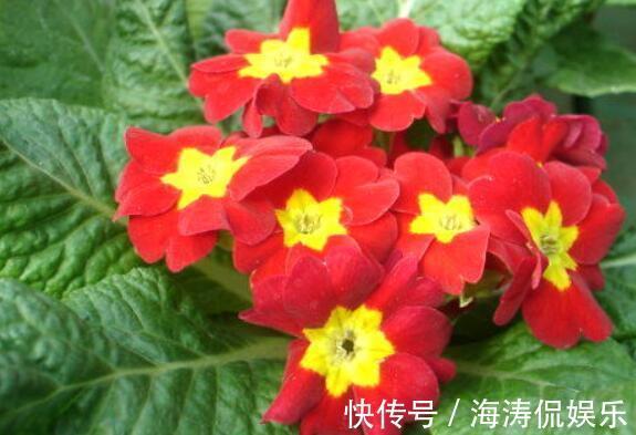 香桃木|喜欢菊花，不如养盆慈育万物，似冉冉骄阳，亮丽多姿